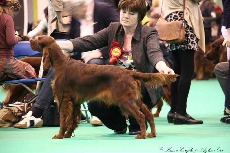 Crufts2011 879.jpg